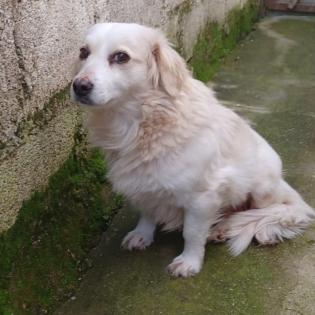 Suki / Status sucht ein Zuhause