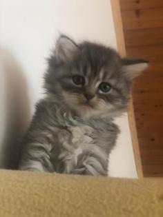 Perser Kater kitten