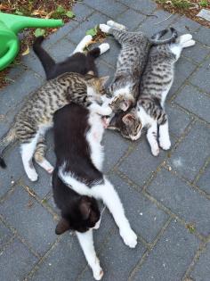 Katzenbaby/Kitten/ Katzenbabys