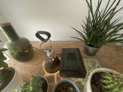 Albino Kornnatter Terrarium sowie Unterschrank und Zubehör
