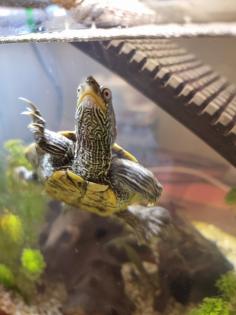 Mississippi Höckerschildkröte - männlich - mit Zuhause Kostenlos abzugeben