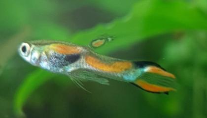 Endler Guppy Gruppe abzugeben nur noch bis 14. 07.