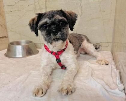 Dembe - lieb aktiv verträglich - Shih-Tzu-Mischling