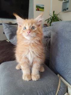 Liebevolle Maine coon mit Stammbaum