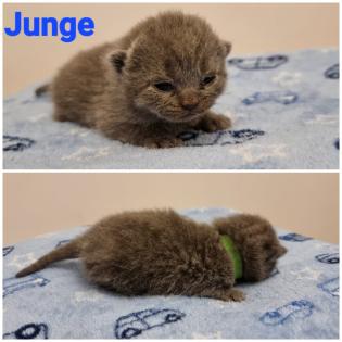 BKH Britisch Kurzhaar Kitten