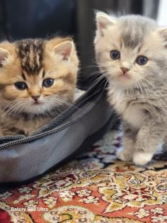 5 bkh katzen auf der Suche nach einem Zuhause