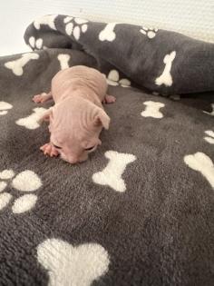 Sphinx kitten zu verkaufen