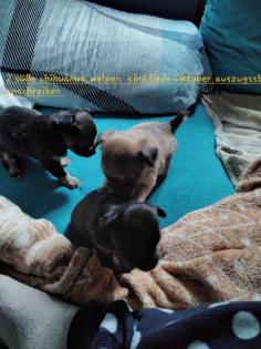Chihuahua welpen