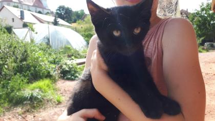 Kätzchen kleine Kater
