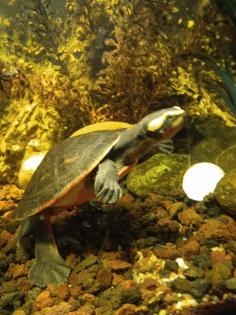 Emydura subglobosa Rotbauch-Spitzkopfschildkröten Wasserschildkröten