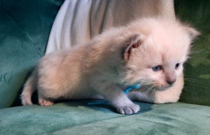 Ragdoll Nachwuchs zuckersüß