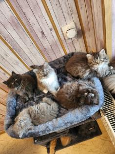 Maine Coon Perser Kitten