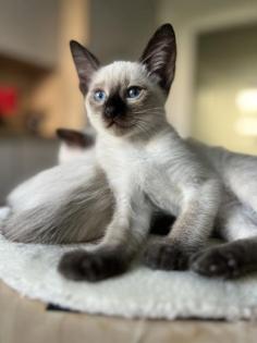 Kitten Katzen Baby Babies Seal Point Thai Siam