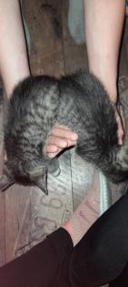 3 süße kitten mädels