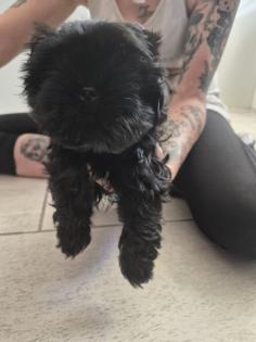 Nur noch2 liebevolles Shih-Tzu Welpen abzugeben die die Welt erkunden möchte