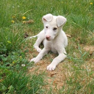 Lakis / Status sucht ein Zuhause