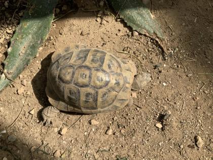 Griechische Landschildkröte / Testudo hermanni hercegovinensis / 180 Euro / Koblenz