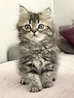 Perser Kitten Kätzchen geimpft abgabebereit