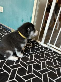 Sibirien Husky Welpen