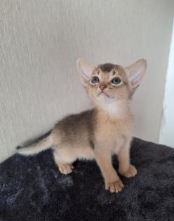 Bezaubernde Abessinier Kitten