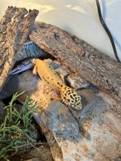Leopardgecko Komplettpaket