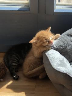 Rotgetigertes Katerchen 11Wochen alt abzugeben