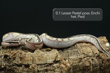 Diverse Pied / het. Pied Jungtiere suchen noch ein neues Zuhause