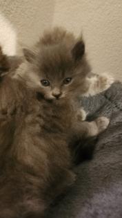 Süsse Main Coon Kitten