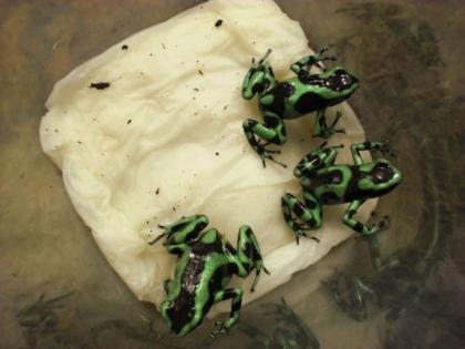 Pfeilgiftfrösche Dendrobates auratus Goldbaumsteiger dt. NZ