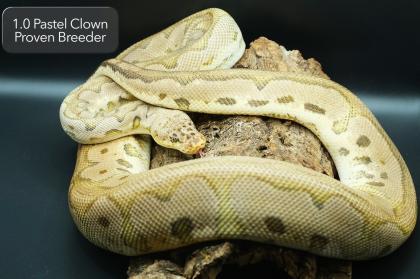 1. 0 Pastel Clown Proven Breeder