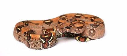 2. 3 Boa Constrictor abzuheben wegen Hobbyaufgabe