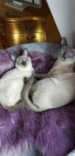 Siam / Thai Kitten Blue Point Babys Kätzchen