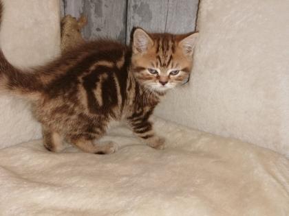 BKH Kitten suchen Dosenöffner