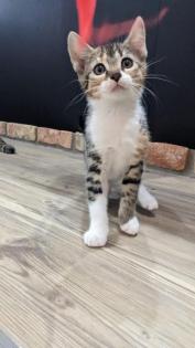 Katzenbabys Kitten Glückskatzen