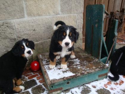 Süße Berner Sennen Welpen