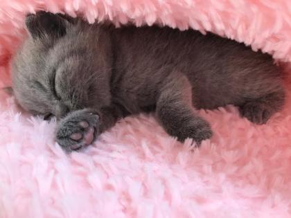Zauberhafte BKH Kitten