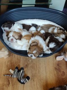 ShihTzu Welpen auch in Schokobraun