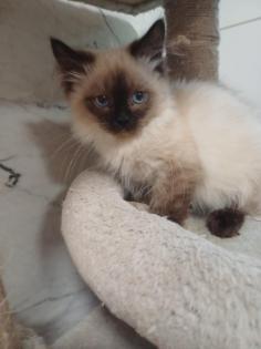Ragdoll-Kätzchen suchen ein neues liebevolles Zuhause