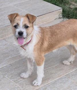 Mia - Kleine verspielte Mia sucht Zuhause