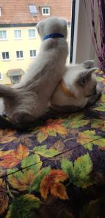 Siam / Thai Kitten Blue Point Babys Kätzchen