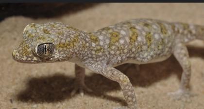 7 Stenodactylus sthenodactylus - Dünnfingergeckos mit Terrarium