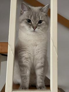 BKH Deckkater mit Stammbaum