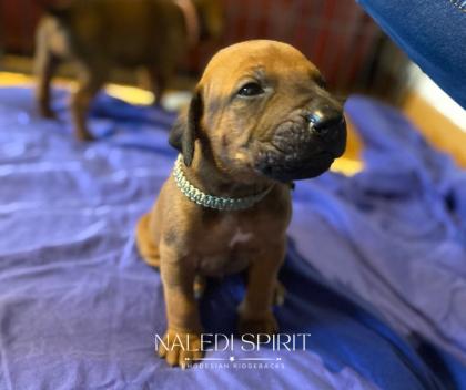 Wunderschöne red wheaten und dark red wheaten Rhodesian Ridgeback Welpen
