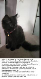 Norwegisch-sibirische Waldkatzenbabys 12 Wochen