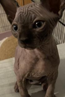Sphynx Kitten mit Tasthaaren