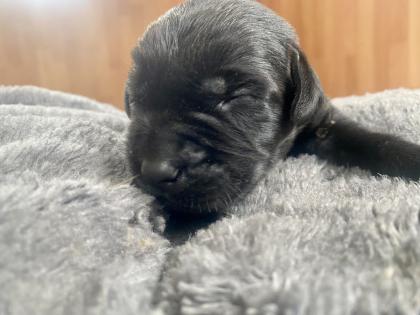 Labrador Welpen mit Ahnentafel- Genehmigte Zuchtstätte
