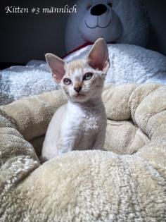 Devon Rex Kitten Abgabe Anfang August