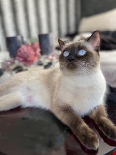 Deckkater SIAM gesucht