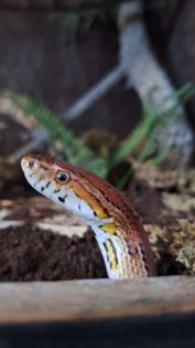 2 kornnattern inkl Terrarium und Zubehör