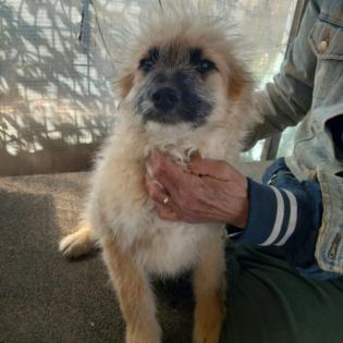 Fido / Status sucht ein Zuhause